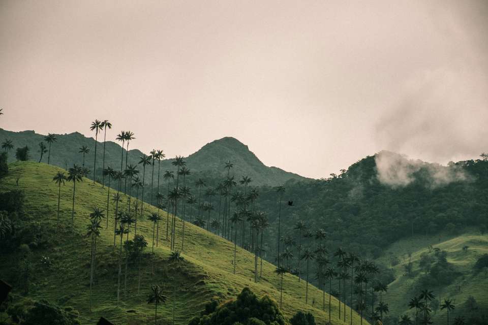 Signature Colombia | Stories Beneath Wax Palms - Exodus Adventure Travels - Colombia - Image 14
