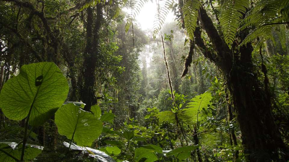 Signature: Costa Rica's Monteverde, Arenal & Guanacaste - G Adventures - Costa Rica - Image 7