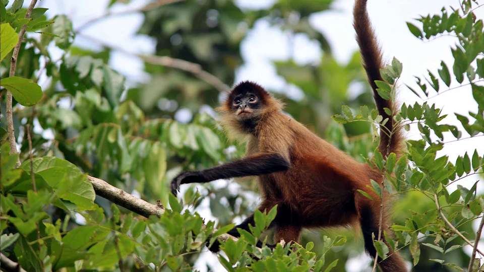 Signature: Costa Rica's Tortuguero, Arenal & Cloud Forests - G Adventures - Costa Rica - Image 12