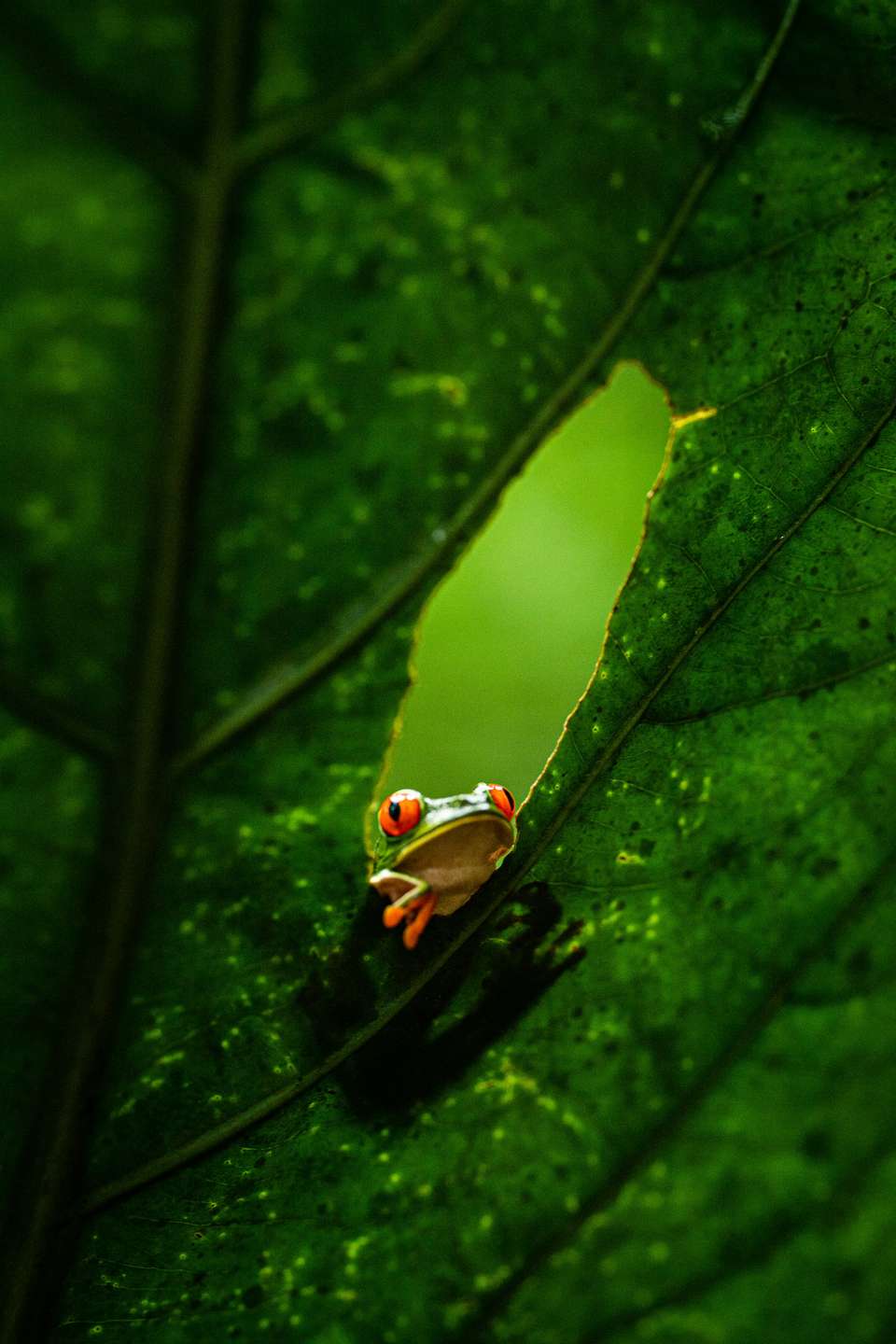 Signature Costa Rica | Where the Wild Answers - Exodus Adventure Travels - Costa Rica - Image 12