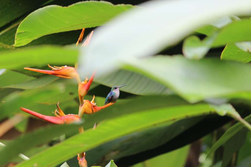 Signature Costa Rica | Where the Wild Answers - Exodus Adventure Travels - Costa Rica - Image 10