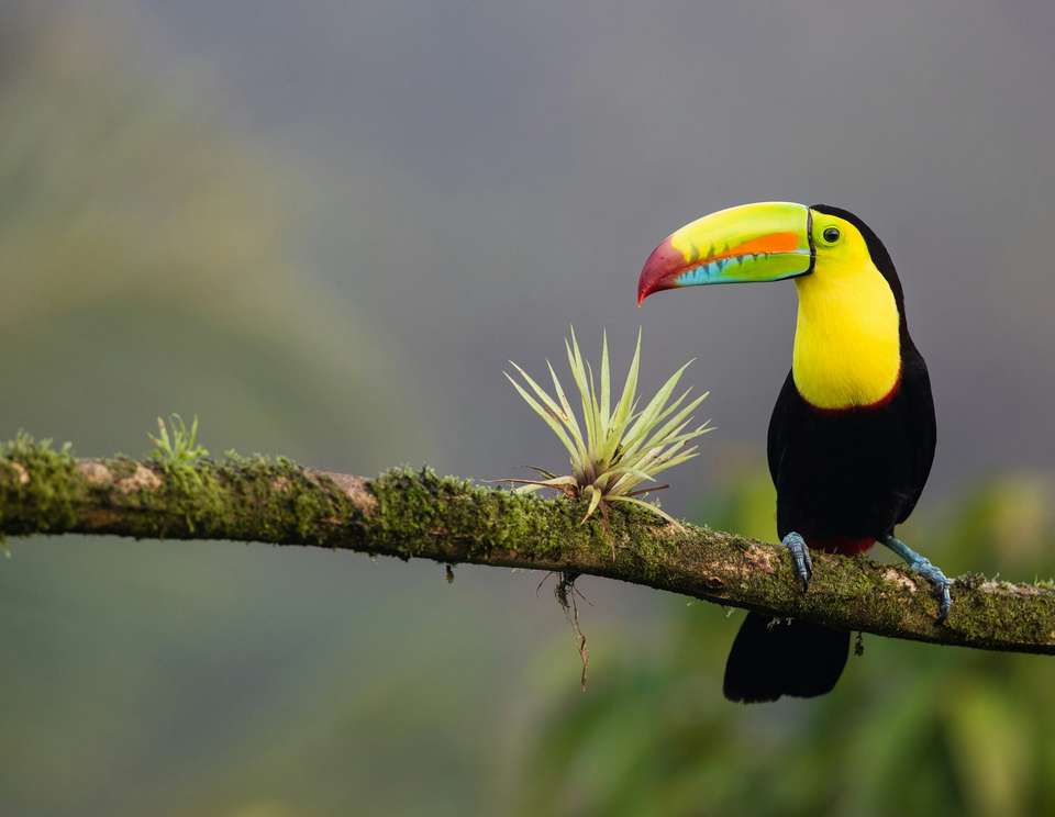 Signature Costa Rica | Where the Wild Answers - Exodus Adventure Travels - Costa Rica - Image 4