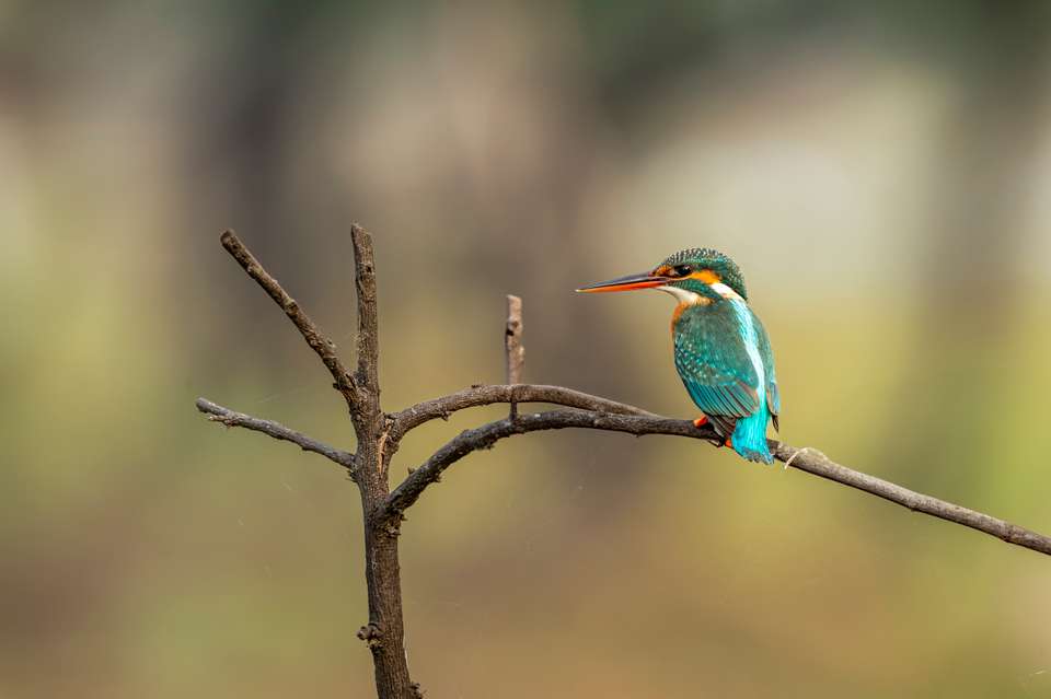 Signature India | The Realm of Royals - Exodus Adventure Travels - India - Image 3