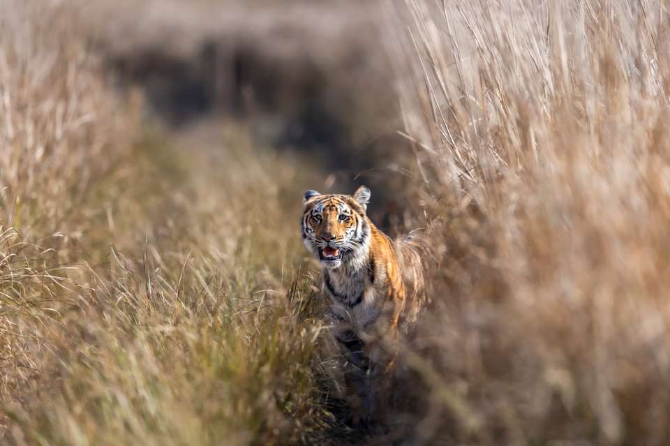 Signature India | The Realm of Royals - Exodus Adventure Travels - India - Image 7