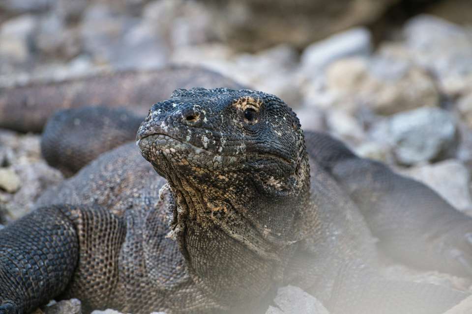 Signature Indonesia | The Sacred Wild Isles - Exodus Adventure Travels - Indonesia - Image 17