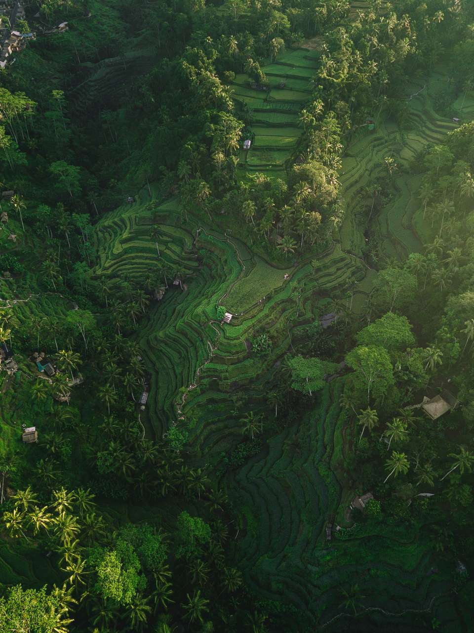 Signature Indonesia | The Sacred Wild Isles - Exodus Adventure Travels - Indonesia - Image 12