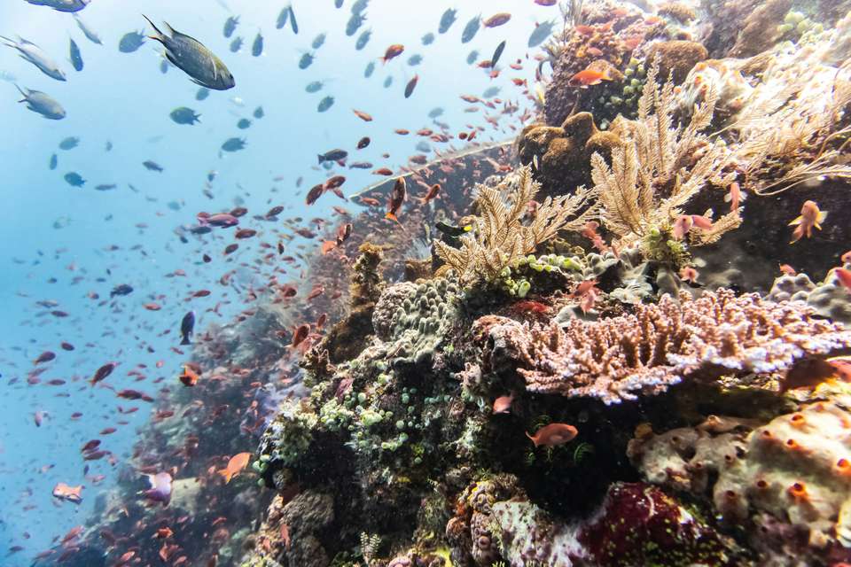 Signature Indonesia | The Sacred Wild Isles - Exodus Adventure Travels - Indonesia - Image 11