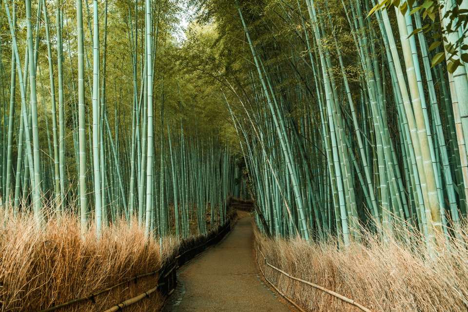 Signature Japan | Through Temples & Time - Exodus Adventure Travels - Japan - Image 5