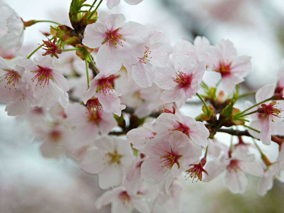 Signature Japan | Through Temples & Time - Exodus Adventure Travels - Japan - Image 15