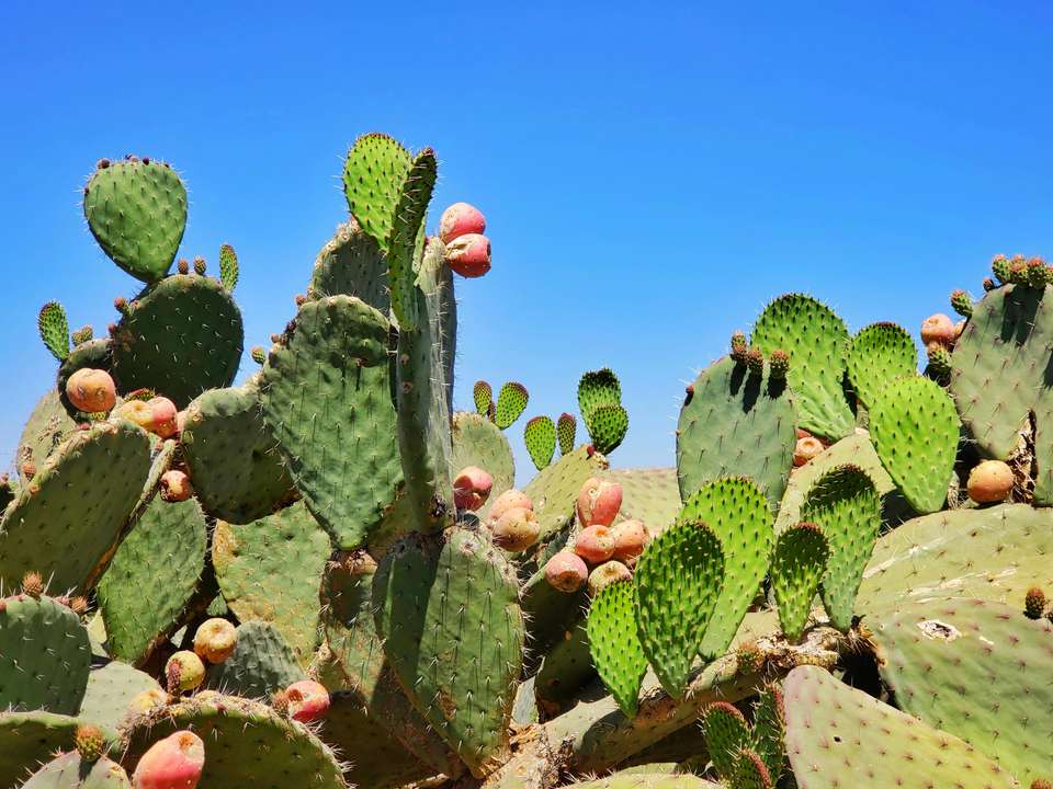 Signature Mexico | Among Ruins & Ritual - Exodus Adventure Travels - Mexico - Image 14