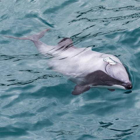 Signature: New Zealand, Milford Sound & Maori Culture - Spring Tours