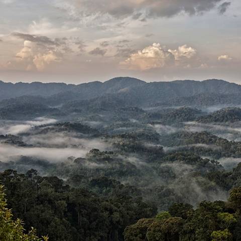 Signature: Rwanda's Primate Kingdoms