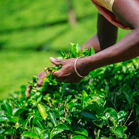 Signature: Sri Lanka’s Highlands, Yala & Galle