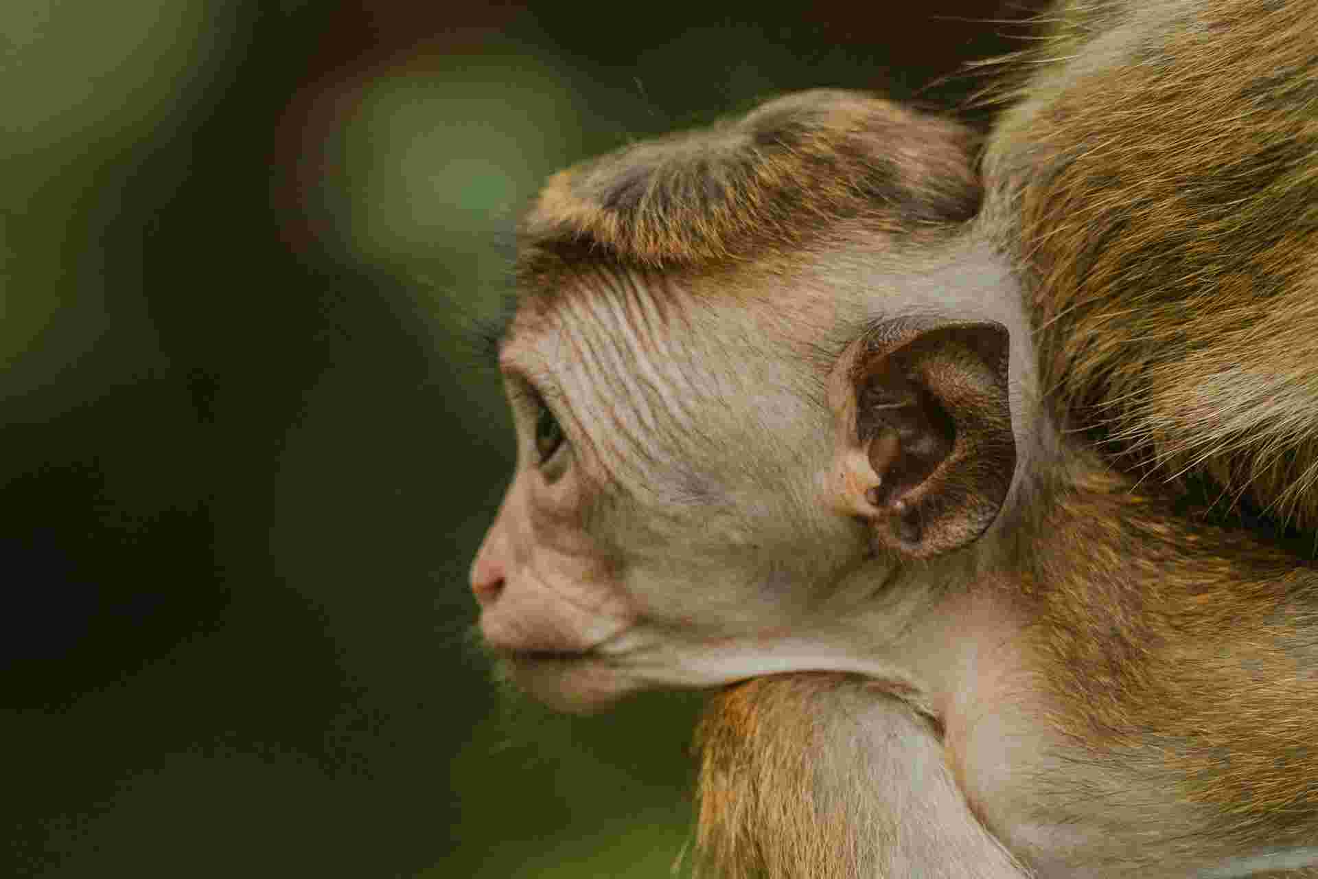 Signature Sri Lanka | The Island of Serendipity