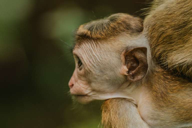 Signature Sri Lanka | The Island of Serendipity trip - alternative tour available