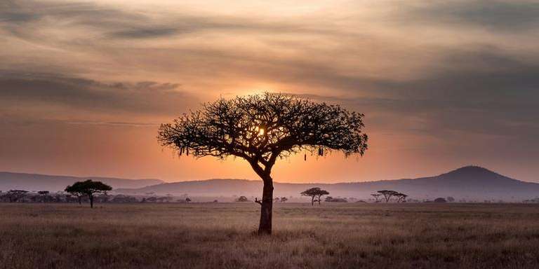 Signature: Tanzania’s Serengeti, Tarangire & Ngorongoro Crater trip - alternative tour available