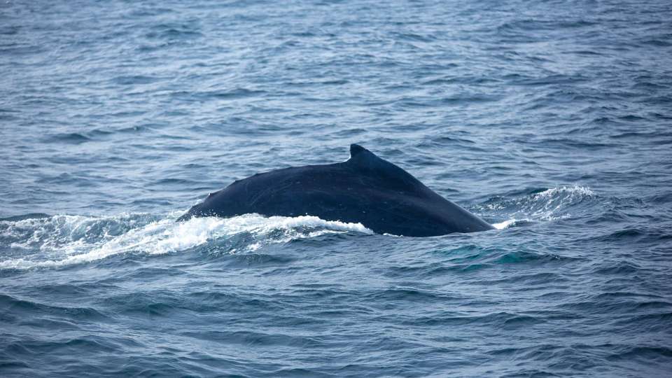 Signature: The Azores' Terceira & São Miguel - G Adventures - Portugal - Image 3