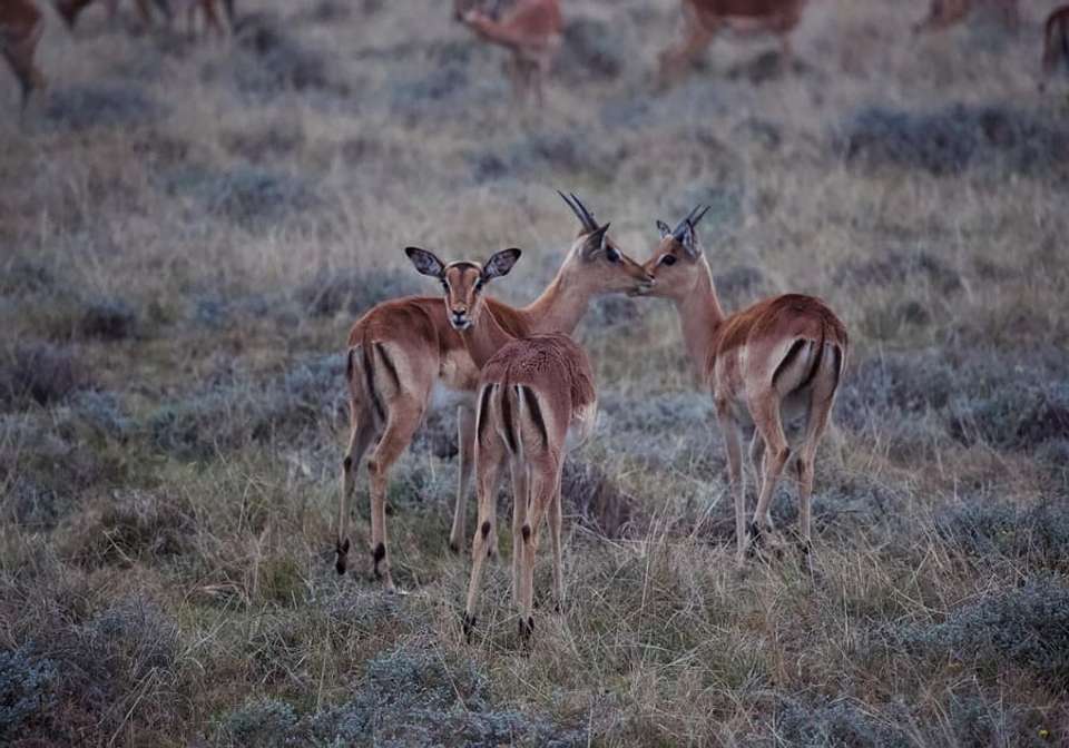 Simba Safari - Indus Travels - Tanzania - Image 4