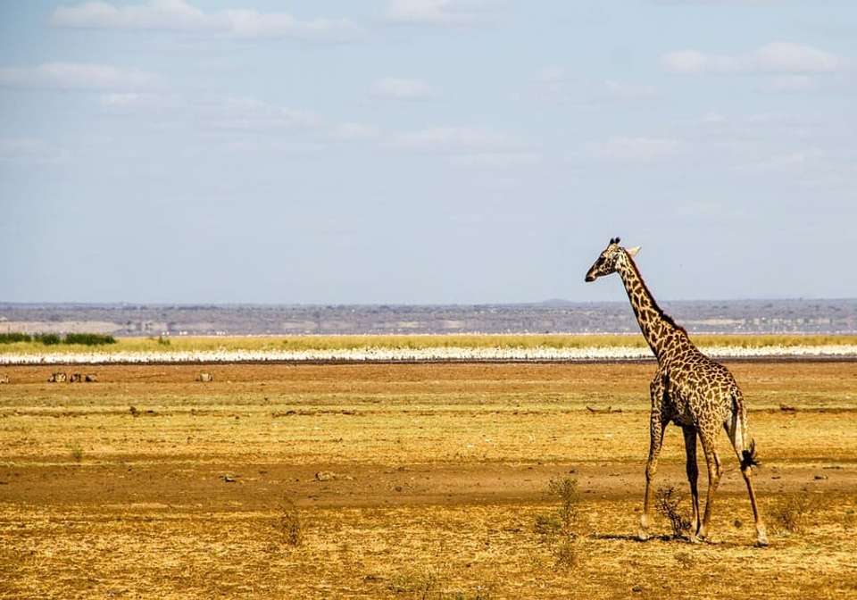Simba Safari - Indus Travels - Tanzania - Image 6