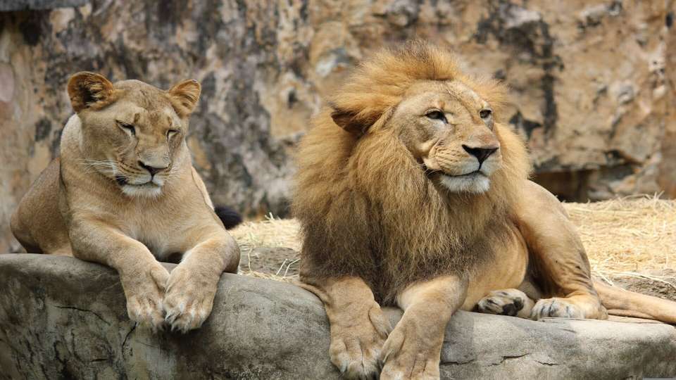 Simba Safari - Indus Travels - Tanzania - Image 7