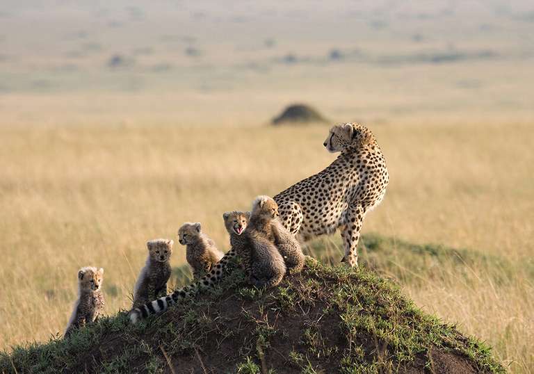 Simba Safari trip - alternative tour available