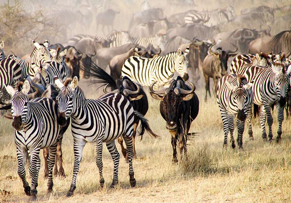 Simba Safari - Indus Travels - Tanzania - Image 2
