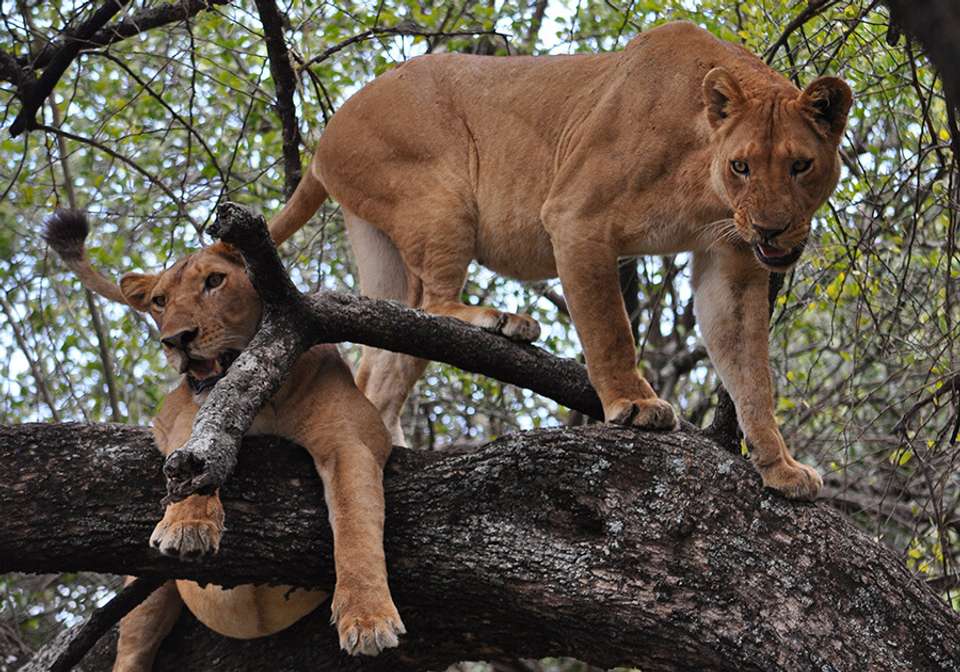 Simba Safari - Indus Travels - Tanzania - Image 3