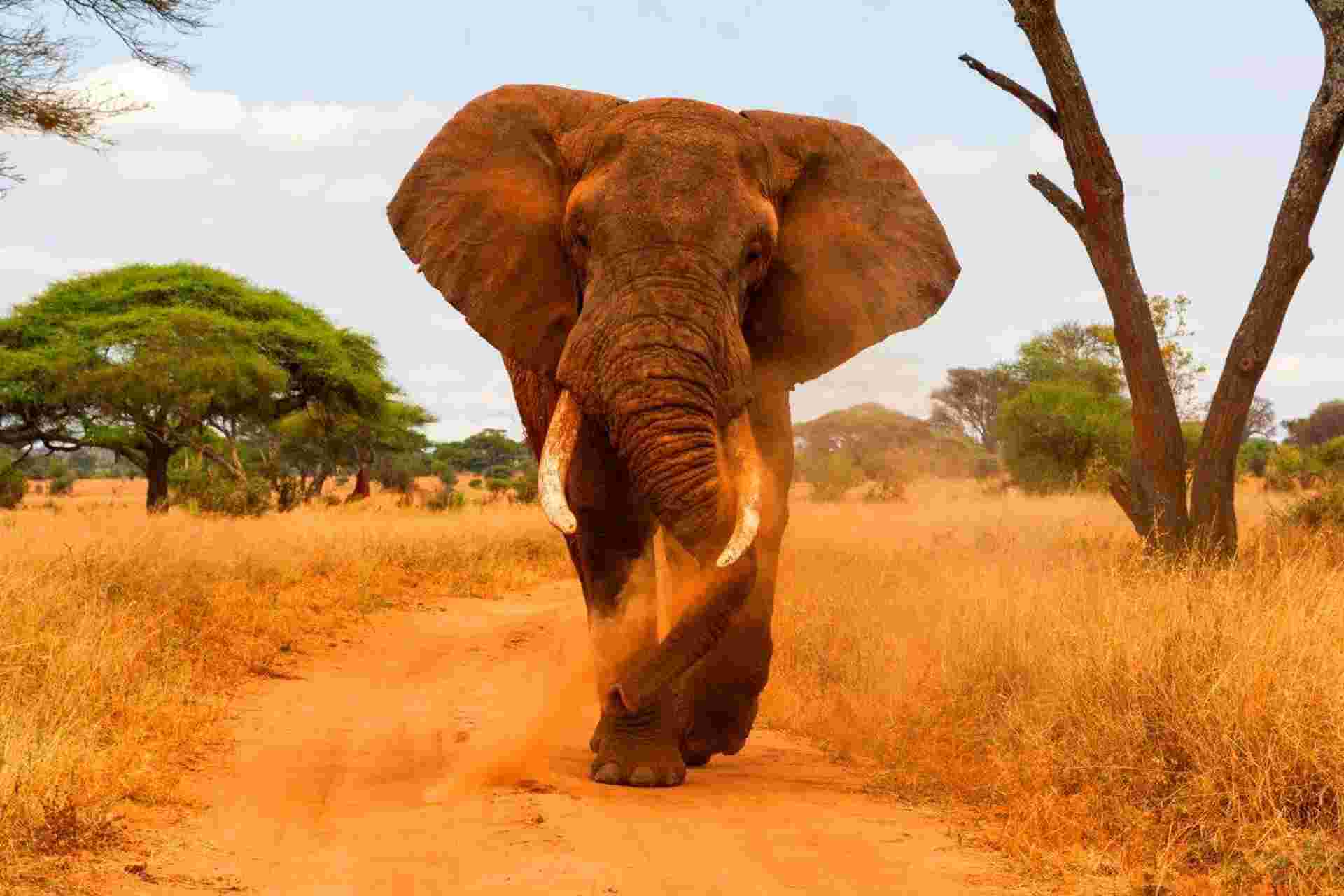 Simba Safari, Serena Lodges - Private Tour