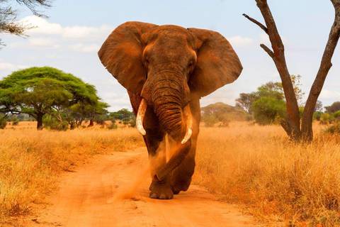 Ngorongoro Crater Wildlife Safaris And Game Drives Tour: Simba Safari, Serena Lodges - Private Tour