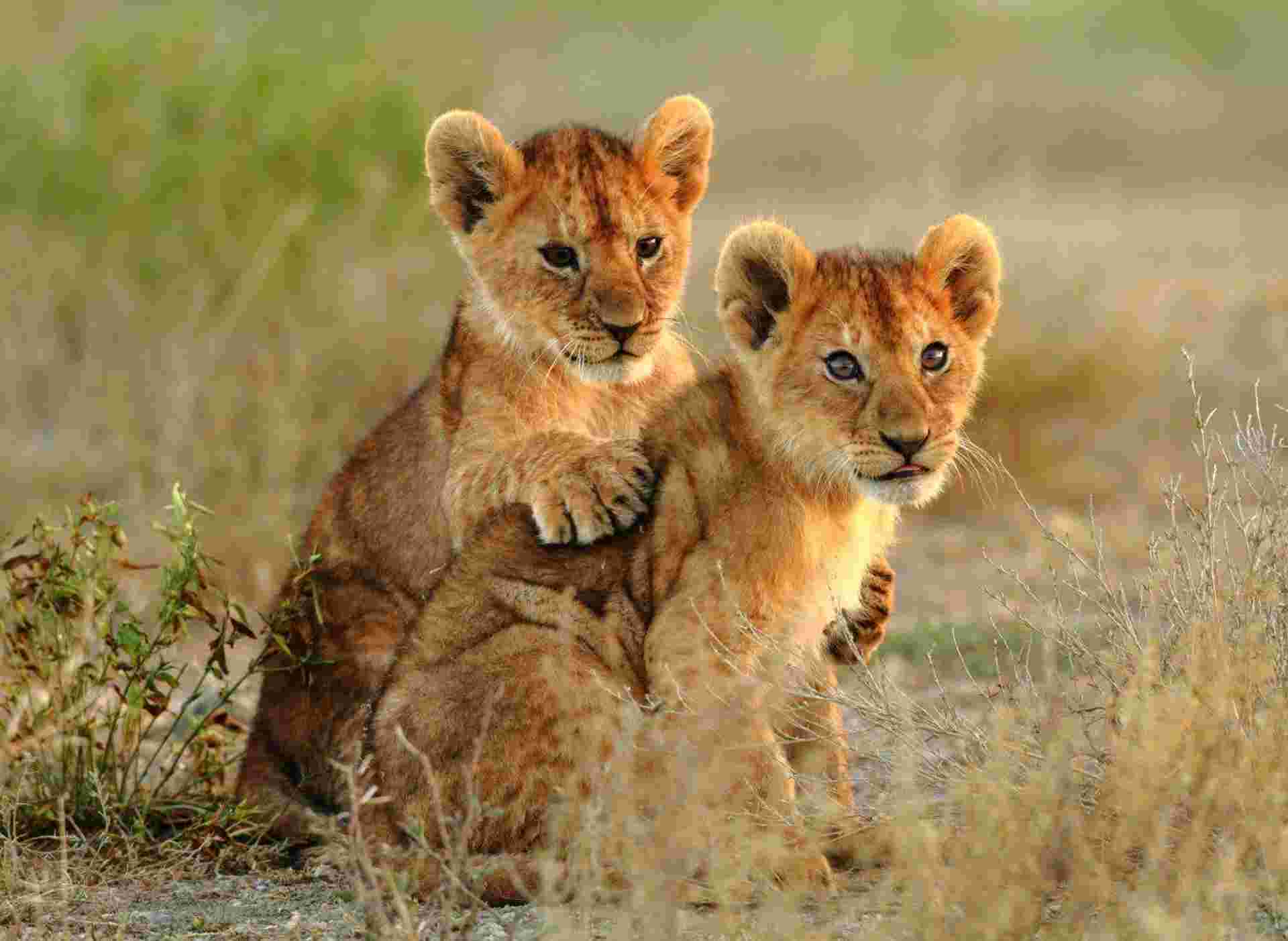 Simba Safari, Tanganyika Wilderness Camps