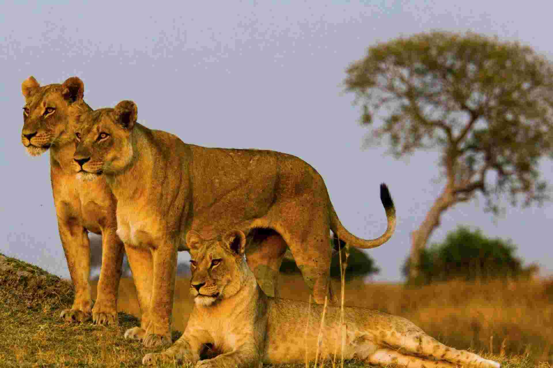 Simba Safari, Wellworth Lodges
