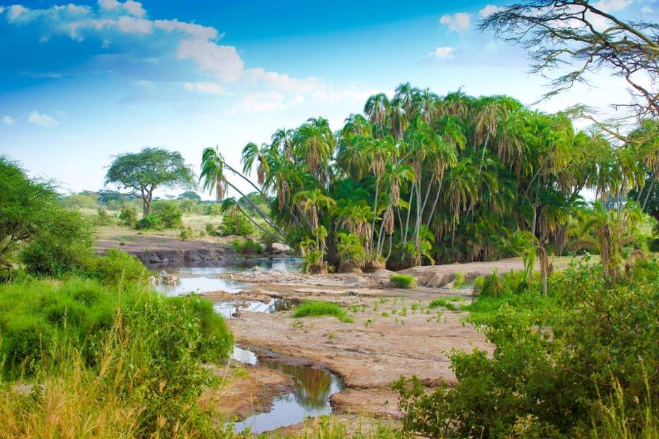 Simba Safari, Wellworth Lodges - Destination Services - Tanzania - Image 2