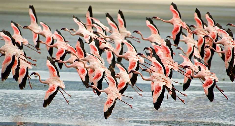 Simba Safari, Wellworth Lodges - Destination Services - Tanzania - Image 4