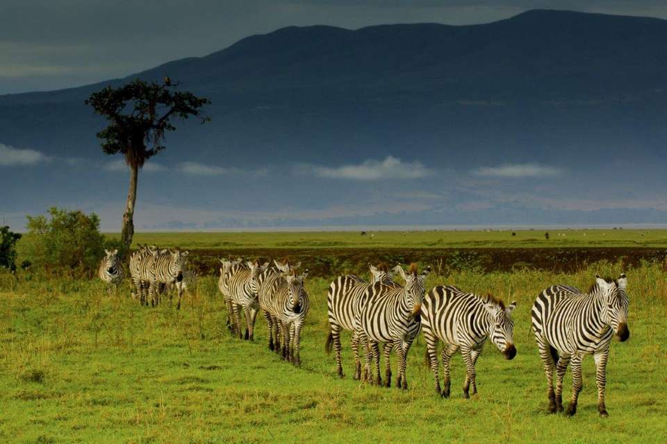 Simba Safari, Wellworth Lodges - Destination Services - Tanzania - Image 5