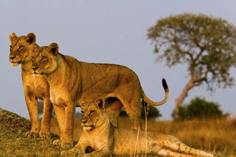 Simba Safari, Wellworth Lodges - Private Tour trip - alternative tour available