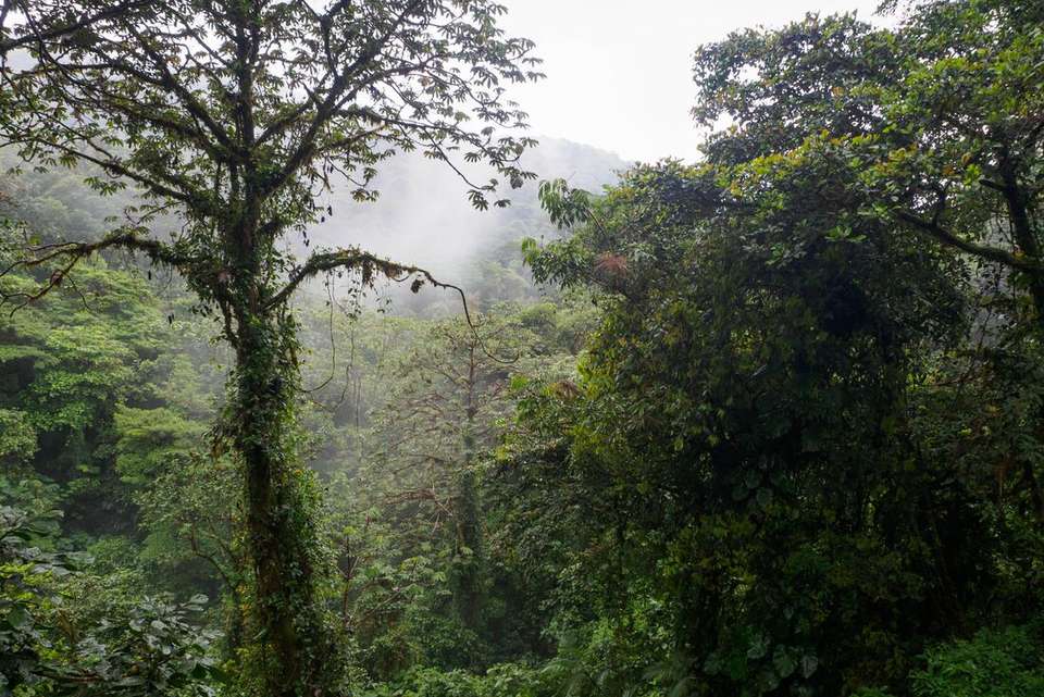Simply Costa Rica - Intrepid Travel - Costa Rica - Image 10