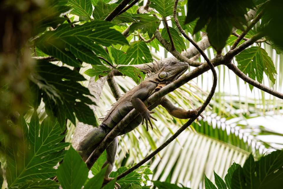 Simply Costa Rica - Intrepid Travel - Costa Rica - Image 13