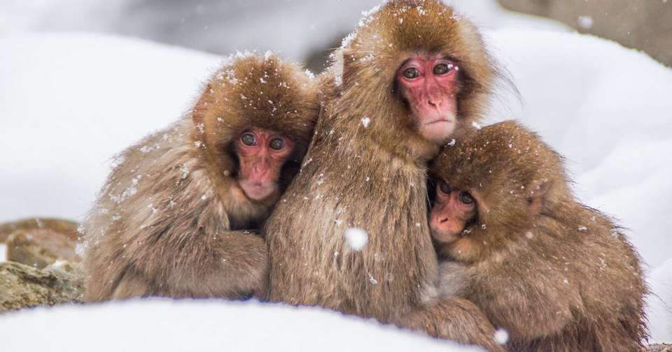 Simply Japan - Explore - Japan - Image 8