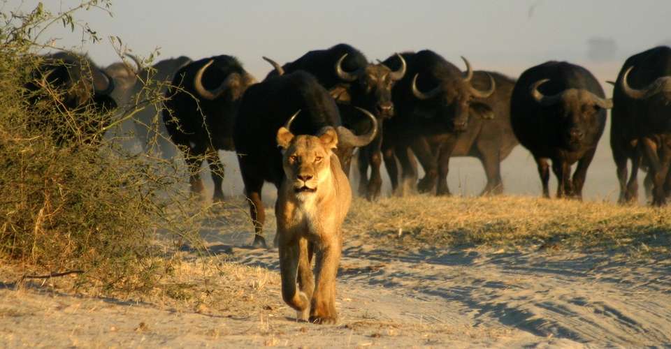 Six Day Hwange National Park and Victoria Falls Combo - Dk Tours & Safaris - Zimbabwe