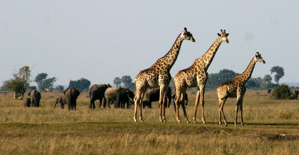 Six Day Hwange National Park and Victoria Falls Combo - Dk Tours & Safaris - Zimbabwe