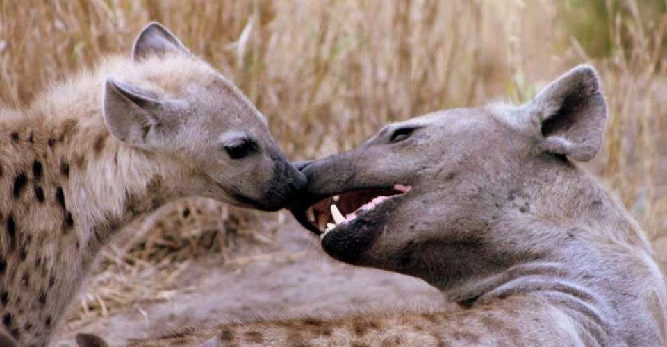 Six Day Hwange National Park and Victoria Falls Combo - Dk Tours & Safaris - Zimbabwe