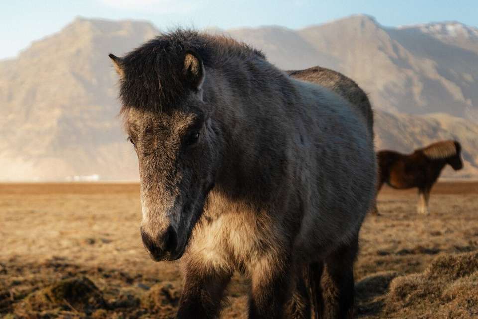 Six Days in Iceland - Intrepid Travel - Iceland - Image 10