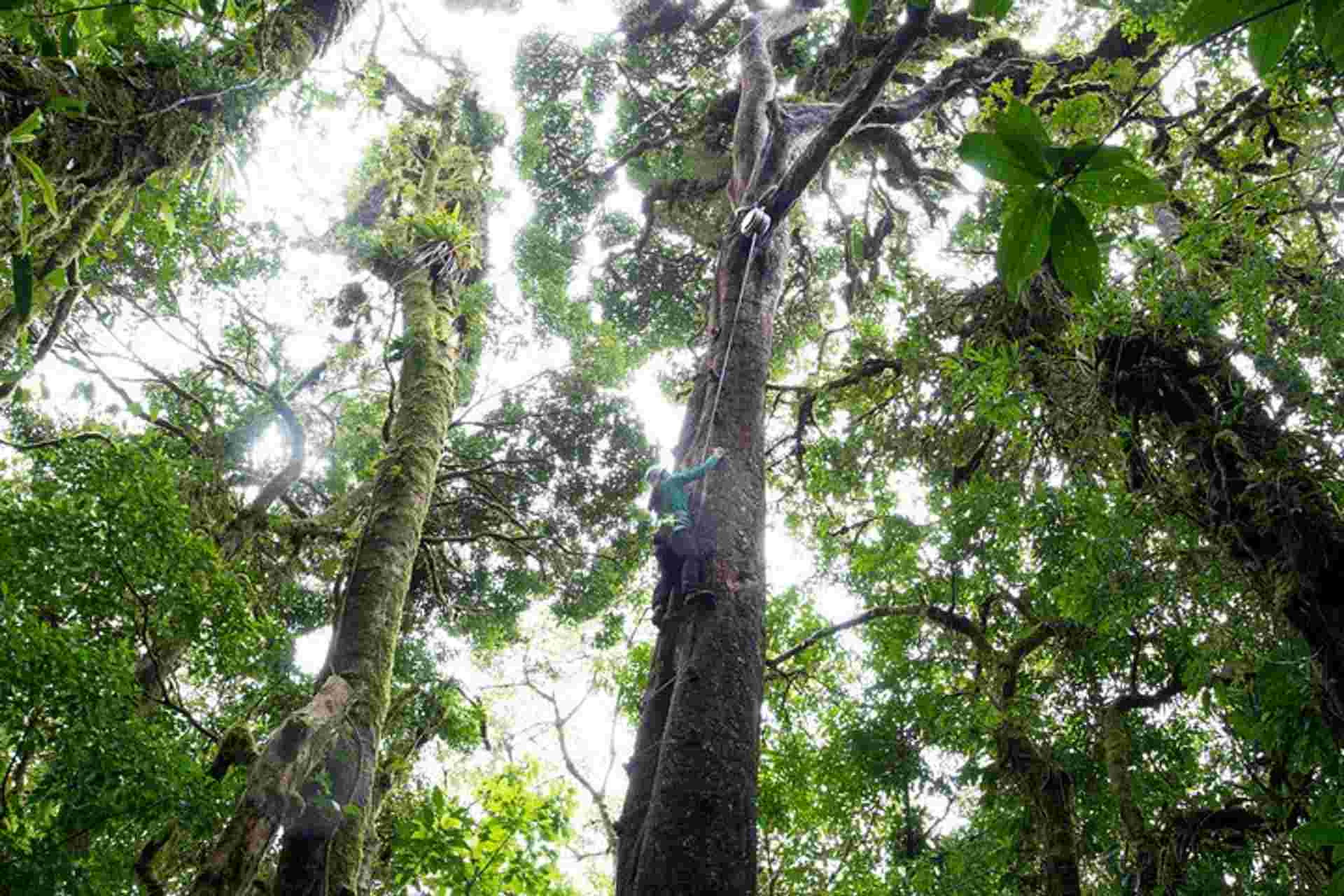 Sky Tram- Sky Trek And Arboreal Tree Climbing From Monteverde