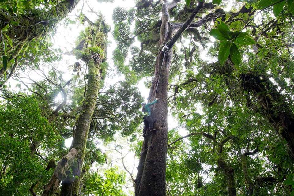 Sky Tram- Sky Trek And Arboreal Tree Climbing From Monteverde - Destination Services - Costa Rica - Image 1