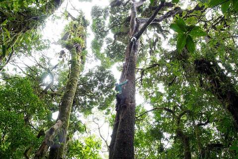 Climbing Tour: Sky Tram- Sky Trek And Arboreal Tree Climbing From Monteverde