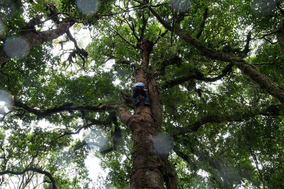 Sky Tram- Sky Trek And Arboreal Tree Climbing From Monteverde - Destination Services - Costa Rica - Image 3