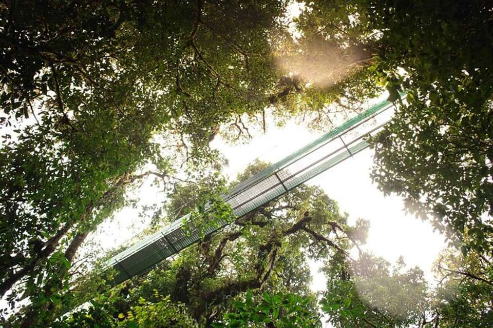 Sky Walk From Monteverde - undefined - Image 7
