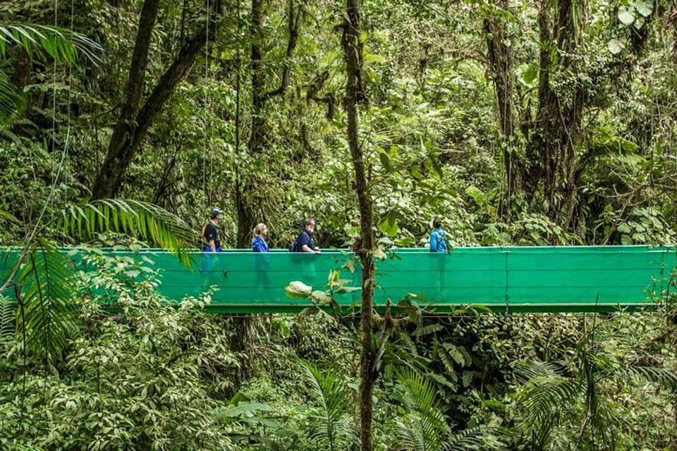 Sky Walk From Monteverde - undefined - Image 10