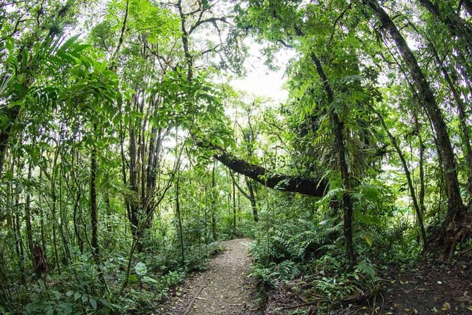 Sky Walk From Monteverde - undefined - Image 11