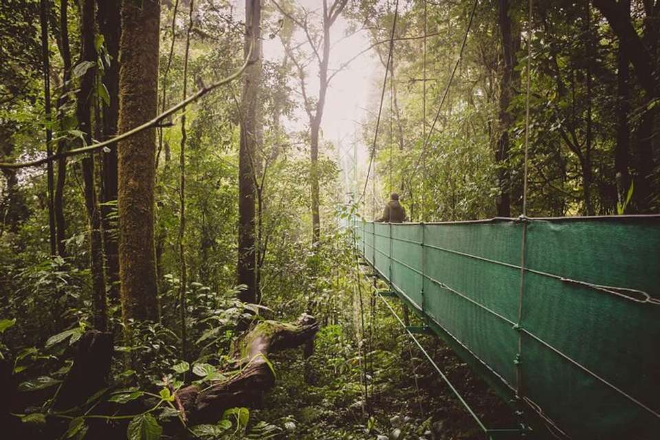 Sky Walk From Monteverde - undefined - Image 12